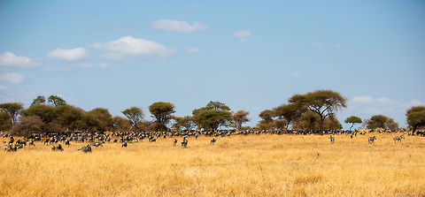 Small migration A wide view on a herd of several hundreds of Wildebeests and Zebras. In Tanzania, this would be considered a small split herd, but to my western eyes, any gathering of animals above one is already impressive. Africa,Blue wildebeest,Connochaetes taurinus,Tanzania,Tarangire,Tarangire National Park