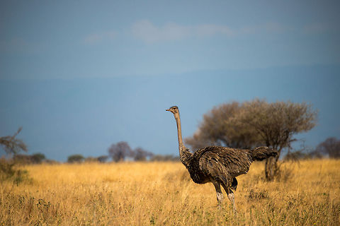 Female Ostrich in Tarangire NP, Tanzania - 3 A female Ostrich walks the tall grass of Tarangire NP, Tanzania during the dry season. They spend a lot of time looking up, probably to spot predators as well as potential males. The female is easily recognized by its brownish feathers. Africa,Ostrich,Struthio camelus,Tanzania,Tarangire,Tarangire National Park