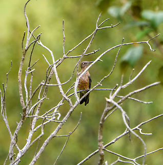Giant Hummingbird, Antisana Ecological Reserve, Ecuador The largest hummingbird in the world, by far. In weight, the next in line is only half the weight of this species. It is so large that their flight resembles the sound of a bat. And like bats, a significant part of their diet is insects. Antisana Ecological Reserve,Ecuador,Ecuador 2021,Geotagged,Giant Hummingbird,Patagona gigas,South America,Spring,World