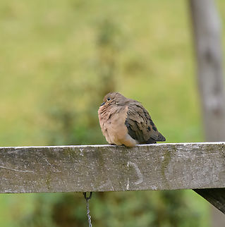 Eared dove, Antisana Ecological Reserve, Ecuador  Antisana Ecological Reserve,Eared dove,Ecuador,Ecuador 2021,Geotagged,South America,Spring,World,Zenaida auriculata
