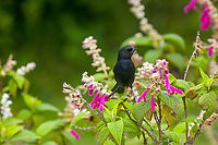 Black flowerpiercer, Antisana Ecological Reserve, Ecuador https://www.jungledragon.com/image/130337/black_flowerpiercer_-_closeup_antisana_ecological_reserve_ecuador.html<br />
This concludes a productive day at Antisana Ecological Reserve:<br />
<br />
https://www.jungledragon.com/tag/63778/antisana_ecological_reserve.html<br />
 Antisana Ecological Reserve,Black flowerpiercer,Diglossa humeralis,Ecuador,Ecuador 2021,Geotagged,South America,Spring,World