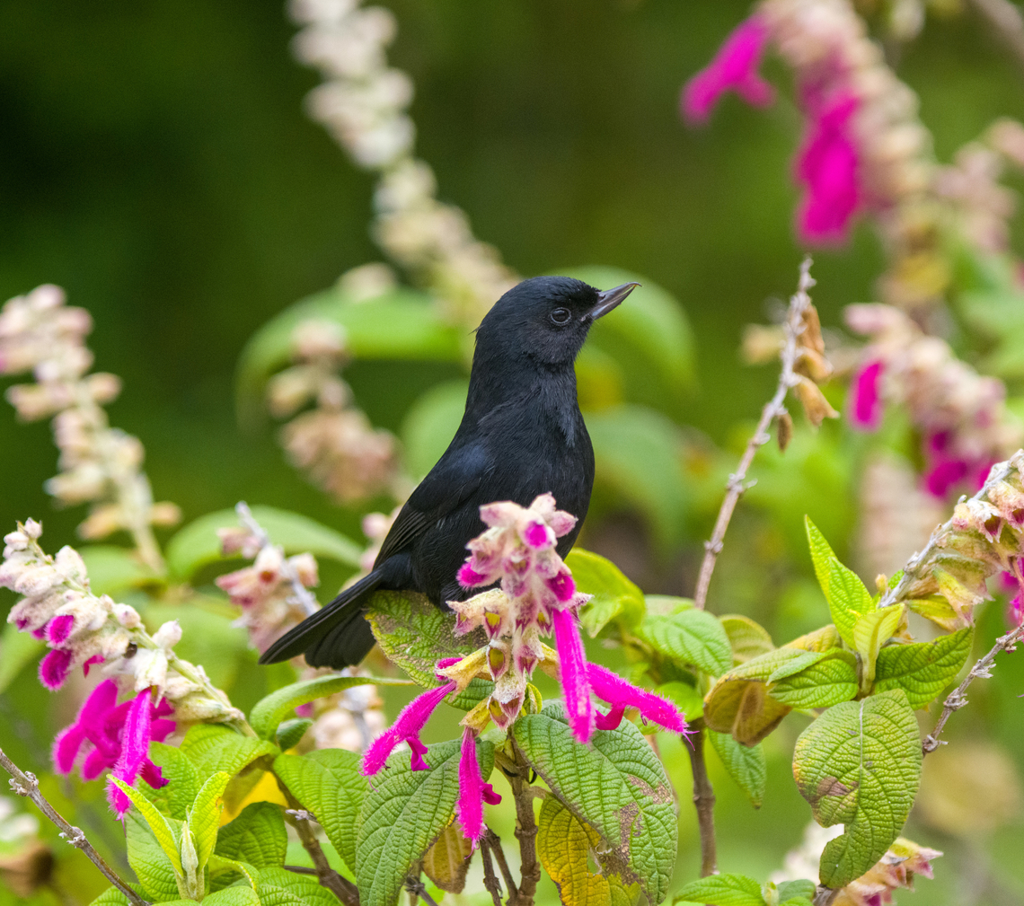 Black flowerpiercer - closeup, Antisana Ecological Reserve, Ecuador <figure class="photo"><a href="https://www.jungledragon.com/image/130336/black_flowerpiercer_antisana_ecological_reserve_ecuador.html" title="Black flowerpiercer, Antisana Ecological Reserve, Ecuador"><img src="https://s3.amazonaws.com/media.jungledragon.com/images/2/130336_thumb.jpg?AWSAccessKeyId=05GMT0V3GWVNE7GGM1R2&Expires=1769040010&Signature=fL6eOhQdWvy1rMG7%2FTUHqFg0vrM%3D" width="200" height="134" alt="Black flowerpiercer, Antisana Ecological Reserve, Ecuador https://www.jungledragon.com/image/130337/black_flowerpiercer_-_closeup_antisana_ecological_reserve_ecuador.html<br />
This concludes a productive day at Antisana Ecological Reserve:<br />
<br />
https://www.jungledragon.com/tag/63778/antisana_ecological_reserve.html<br />
 Antisana Ecological Reserve,Black flowerpiercer,Diglossa humeralis,Ecuador,Ecuador 2021,Geotagged,South America,Spring,World" /></a></figure><br />
This concludes a productive day at Antisana Ecological Reserve:<br />
<br />
<a href="https://www.jungledragon.com/tag/63778/antisana_ecological_reserve.html" title="Antisana ecological reserve" class="tag"><em>109</em>Antisana ecological reserve</a><br />
 Antisana Ecological Reserve,Black flowerpiercer,Diglossa humeralis,Ecuador,Ecuador 2021,Geotagged,South America,Spring,World