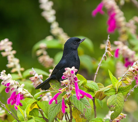 Black flowerpiercer - closeup, Antisana Ecological Reserve, Ecuador https://www.jungledragon.com/image/130336/black_flowerpiercer_antisana_ecological_reserve_ecuador.html
This concludes a productive day at Antisana Ecological Reserve:

https://www.jungledragon.com/tag/63778/antisana_ecological_reserve.html
 Antisana Ecological Reserve,Black flowerpiercer,Diglossa humeralis,Ecuador,Ecuador 2021,Geotagged,South America,Spring,World