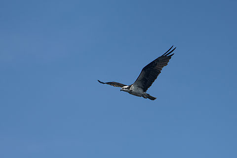 Osprey, Sani Lodge, Ecuador A dramatic change in our travel program. A 40 minute flight, 3 hour motorized cruise down the Napo river, small hike and finally a motorless canoe takes us to our Amazon destination: Sani Lodge. A descent of 4,000m and an increase in temperature of 30C in about 5-6 hours. Ecuador,Ecuador 2021,Geotagged,Ospray,Pandion haliaetus,Sani Lodge,South America,Spring,World,Yasuni National Park