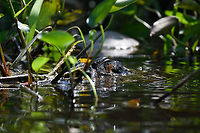 Lucy, the Black caiman, Sani Lodge, Ecuador Just before docking at Sani Lodge, we were pointed towards Lucy, judging the arrival of fresh meat. Lucy is a naughty Black caiman, she had been nesting directly under one of the guest lodges. That particular lodge is now named after her and richly illustrated with her image. Lucy is tolerated, her presence accepted.<br />
<br />
Lucy is not to be mistaken for a pet though. A black caiman is the largest predator of the Amazon. There isn't a single species that it cannot take on, humans included. It's an enforcer species, maintaining order. Black caiman,Ecuador,Ecuador 2021,Geotagged,Melanosuchus niger,Sani Lodge,South America,Spring,World,Yasuni National Park