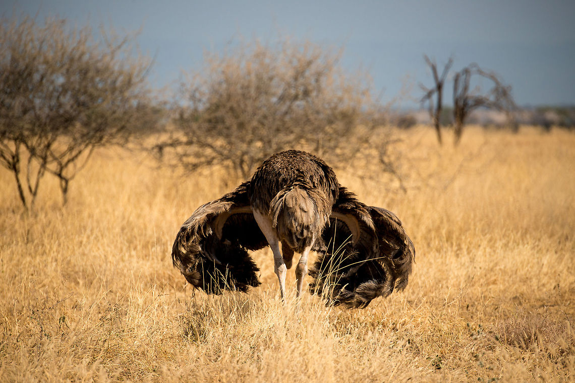 Female Ostrich takes a graceful bow in Tarangire, Tanzania  Africa,Ostrich,Struthio camelus,Tanzania,Tarangire,Tarangire National Park