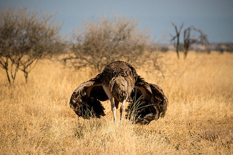 Female Ostrich takes a graceful bow in Tarangire, Tanzania  Africa,Ostrich,Struthio camelus,Tanzania,Tarangire,Tarangire National Park