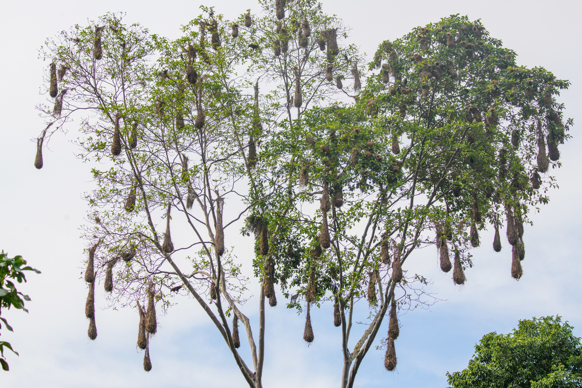 Russet-backed oropendola nest colony, Sani Lodge, Ecuador Never a dull moment at Sani Lodge. Directly in the middle of the guest lodge area is a tree with a massive colony of Russet-backed oropendola nests. Be sure to enable sound for the video:<br />
<section class="video"><iframe width="448" height="282" src="https://www.youtube-nocookie.com/embed/0AYhGy_WQ9A?hd=1&autoplay=0&rel=0" frameborder="0" allowfullscreen></iframe></section> Ecuador,Ecuador 2021,Geotagged,Psarocolius angustifrons,Russet-backed oropendola,Sani Lodge,South America,Spring,World,Yasuni National Park