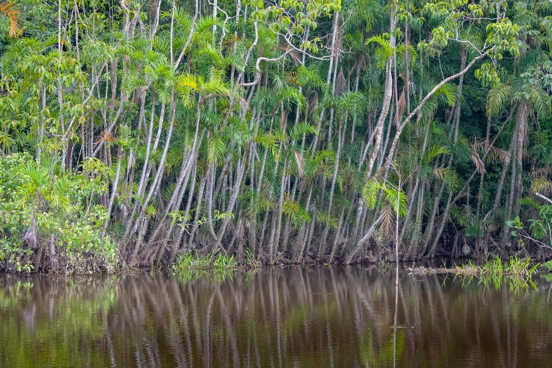 Bactris riparia - river side, Sani Lodge, Ecuador Rows of palm trees (Bactris riparia), partially submerged into the blackwater river.<br />
<figure class="photo"><a href="https://www.jungledragon.com/image/130343/bactris_riparia_sani_lodge_ecuador.html" title="Bactris riparia, Sani Lodge, Ecuador"><img src="https://s3.amazonaws.com/media.jungledragon.com/images/2/130343_thumb.jpg?AWSAccessKeyId=05GMT0V3GWVNE7GGM1R2&Expires=1759968010&Signature=5c1qNYF6olPbUlEJ2Ou09qRlaDA%3D" width="200" height="126" alt="Bactris riparia, Sani Lodge, Ecuador Rows of palm trees (Bactris riparia), partially submerged into the blackwater river.<br />
https://www.jungledragon.com/image/130342/bactris_riparia_-_river_side_sani_lodge_ecuador.html Bactris riparia,Ecuador,Ecuador 2021,Geotagged,Sani Lodge,South America,Spring,World,Yasuni National Park" /></a></figure> Bactris riparia,Ecuador,Ecuador 2021,Geotagged,Sani Lodge,South America,Spring,World,Yasuni National Park