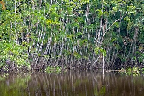 Bactris riparia - river side, Sani Lodge, Ecuador Rows of palm trees (Bactris riparia), partially submerged into the blackwater river.
https://www.jungledragon.com/image/130343/bactris_riparia_sani_lodge_ecuador.html Bactris riparia,Ecuador,Ecuador 2021,Geotagged,Sani Lodge,South America,Spring,World,Yasuni National Park