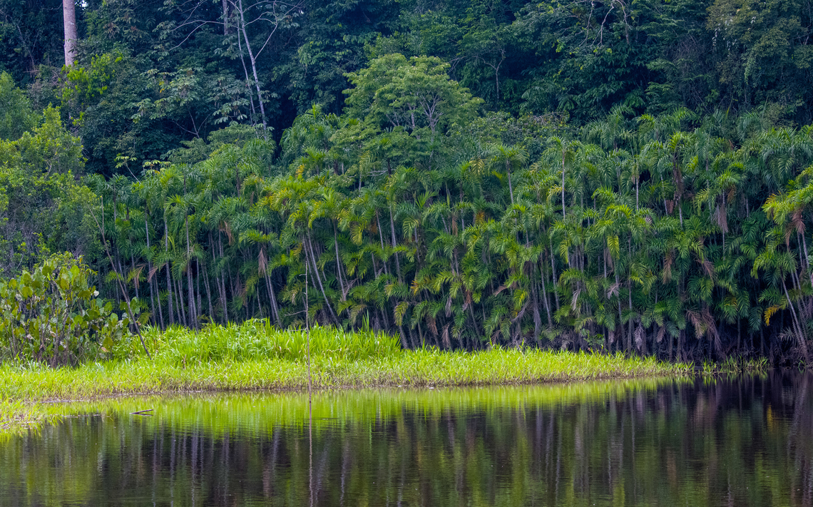 Bactris riparia, Sani Lodge, Ecuador Rows of palm trees (Bactris riparia), partially submerged into the blackwater river.<br />
<figure class="photo"><a href="https://www.jungledragon.com/image/130342/bactris_riparia_-_river_side_sani_lodge_ecuador.html" title="Bactris riparia - river side, Sani Lodge, Ecuador"><img src="https://s3.amazonaws.com/media.jungledragon.com/images/2/130342_thumb.jpg?AWSAccessKeyId=05GMT0V3GWVNE7GGM1R2&Expires=1759968010&Signature=FrQS0K2YcolwjH6TggjsMeVPHdk%3D" width="200" height="134" alt="Bactris riparia - river side, Sani Lodge, Ecuador Rows of palm trees (Bactris riparia), partially submerged into the blackwater river.<br />
https://www.jungledragon.com/image/130343/bactris_riparia_sani_lodge_ecuador.html Bactris riparia,Ecuador,Ecuador 2021,Geotagged,Sani Lodge,South America,Spring,World,Yasuni National Park" /></a></figure> Bactris riparia,Ecuador,Ecuador 2021,Geotagged,Sani Lodge,South America,Spring,World,Yasuni National Park
