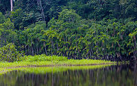 Bactris riparia, Sani Lodge, Ecuador Rows of palm trees (Bactris riparia), partially submerged into the blackwater river.<br />
https://www.jungledragon.com/image/130342/bactris_riparia_-_river_side_sani_lodge_ecuador.html Bactris riparia,Ecuador,Ecuador 2021,Geotagged,Sani Lodge,South America,Spring,World,Yasuni National Park