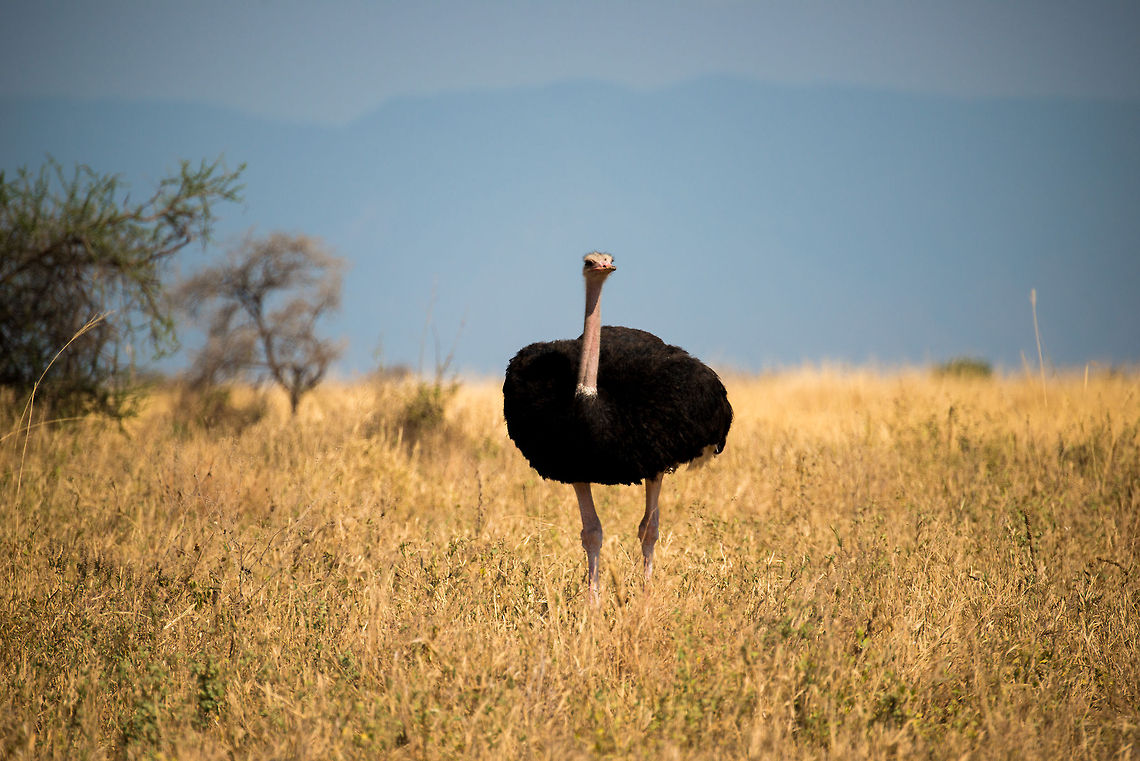 Male Ostrich in Tarangire Np, Tanzania - 2 A male Ostrich wandering the tall dry grass of Tarangire NP, Tanzania. They&#039;re easily recognized by their dark feathers and pinkish neck. In fact, the deeper the color of pink, the more ready for mating the male is. Africa,Ostrich,Struthio camelus,Tanzania,Tarangire,Tarangire National Park