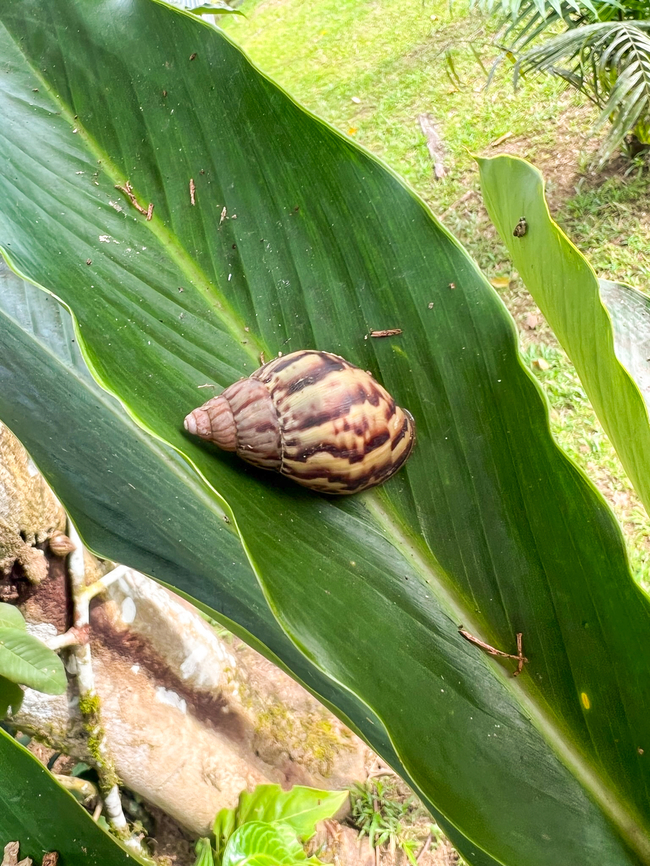 Land snail (Drymaeus sp.?), Sani Lodge, Ecuador  Ecuador,Ecuador 2021,Geotagged,Sani Lodge,South America,Spring,World,Yasuni National Park