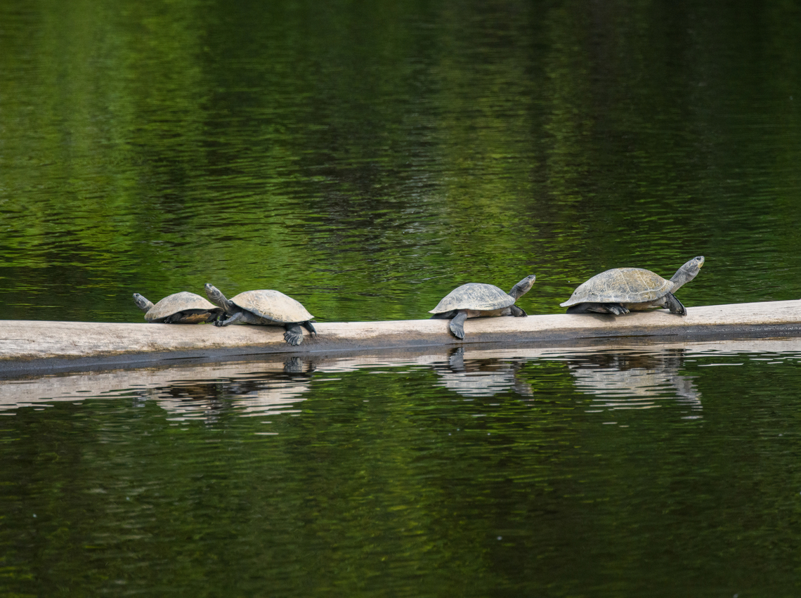 Yellow-spotted Amazon river turtles, Sani Lodge, Ecuador Basking in the sun near the Sani Lodge boat dock.<br />
<figure class="photo"><a href="https://www.jungledragon.com/image/130375/yellow-spotted_amazon_river_turtle_sani_lodge_ecuador.html" title="Yellow-spotted Amazon river turtle, Sani Lodge, Ecuador"><img src="https://s3.amazonaws.com/media.jungledragon.com/images/2/130375_thumb.jpg?AWSAccessKeyId=05GMT0V3GWVNE7GGM1R2&Expires=1769040010&Signature=sJjCEx9EiGz7BaJm%2BrYWsUXakNY%3D" width="148" height="152" alt="Yellow-spotted Amazon river turtle, Sani Lodge, Ecuador Basking in the sun near the Sani Lodge boat dock.<br />
https://www.jungledragon.com/image/130374/yellow-spotted_amazon_river_turtles_sani_lodge_ecuador.html Ecuador,Ecuador 2021,Geotagged,Podocnemis unifilis,Sani Lodge,South America,Spring,World,Yasuni National Park,Yellow-spotted Amazon river turtle" /></a></figure> Ecuador,Ecuador 2021,Geotagged,Podocnemis unifilis,Sani Lodge,South America,Spring,World,Yasuni National Park,Yellow-spotted Amazon river turtle