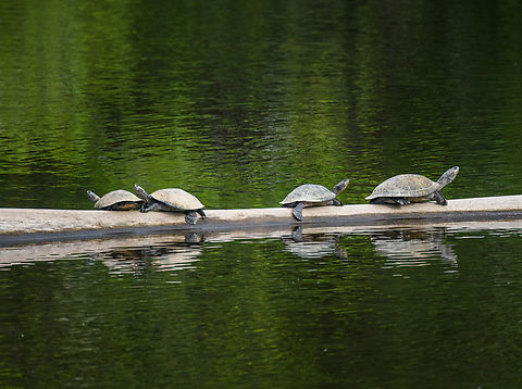 Yellow-spotted Amazon river turtles, Sani Lodge, Ecuador Basking in the sun near the Sani Lodge boat dock.
https://www.jungledragon.com/image/130375/yellow-spotted_amazon_river_turtle_sani_lodge_ecuador.html Ecuador,Ecuador 2021,Geotagged,Podocnemis unifilis,Sani Lodge,South America,Spring,World,Yasuni National Park,Yellow-spotted Amazon river turtle