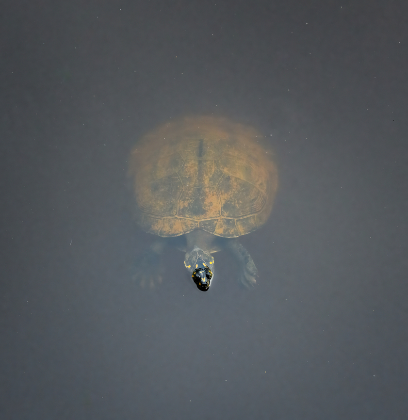 Yellow-spotted Amazon river turtle, Sani Lodge, Ecuador Basking in the sun near the Sani Lodge boat dock.<br />
<figure class="photo"><a href="https://www.jungledragon.com/image/130374/yellow-spotted_amazon_river_turtles_sani_lodge_ecuador.html" title="Yellow-spotted Amazon river turtles, Sani Lodge, Ecuador"><img src="https://s3.amazonaws.com/media.jungledragon.com/images/2/130374_thumb.jpg?AWSAccessKeyId=05GMT0V3GWVNE7GGM1R2&Expires=1759968010&Signature=g1JXCoEOBFam2NolpMAqrl7oME8%3D" width="200" height="150" alt="Yellow-spotted Amazon river turtles, Sani Lodge, Ecuador Basking in the sun near the Sani Lodge boat dock.<br />
https://www.jungledragon.com/image/130375/yellow-spotted_amazon_river_turtle_sani_lodge_ecuador.html Ecuador,Ecuador 2021,Geotagged,Podocnemis unifilis,Sani Lodge,South America,Spring,World,Yasuni National Park,Yellow-spotted Amazon river turtle" /></a></figure> Ecuador,Ecuador 2021,Geotagged,Podocnemis unifilis,Sani Lodge,South America,Spring,World,Yasuni National Park,Yellow-spotted Amazon river turtle