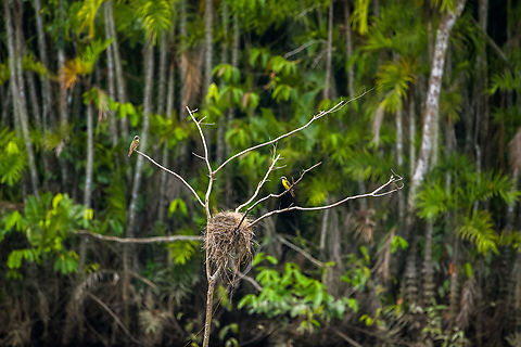Social flycatchers, Sani Lodge, Ecuador Species ID tentative. Ecuador,Ecuador 2021,Fall,Geotagged,Myiozetetes similis,Sani Lodge,Social flycatcher,South America,Spring,World,Yasuni National Park