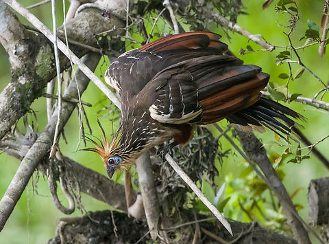 Hoatzin, Sani Lodge, Ecuador As were exploring Sani Lodge surroundings after arriving, I could not help but be fascinated by a bird I was hoping to see here: the Hoatzin. Our guide as well as local Sani Lodge staff was dismissive of my excitement, probably because it is so common here.

To correct this wrong, here follows a letter of appreciation to the Hoatzin, and why it is the best bird ever:

1. There is nothing comparable to a Hoatzin. Not only is it the only in its genus and family, taxonomists even had to make up an entirely new order just to place this single bird in. Hence, the world of birds is split into Hoatzins and “other flying things that have absolutely nothing in common with Hoatzins, and we’re not sure about the flying either”.

2. Where simple-minded birds eat fruits and insects for efficient feeding, Hoatzins take the wise and slow approach. They eat leaves and wait for them to be digested, like a cow.

3. Hoatzins have a unique way of flying, a jump-flap-crash sequence, but a crash landing is still a landing. Often, a Hoatzin might attempt to fly and then suddenly reconsiders. "I might as well stay here to digest". A showcase of intelligence and efficiency.

4. Hoatzins are social animals, just like old married couples. They are often found in couples or triplets loudly arguing. They are communicators, unlike other birds that only make a sound when they want sex.

5. Where the typical bird chick just like human babies can only cry and shit, Hoatzin offspring have claws on their wings, similar to bats. They can even swim.

6. Hoatzins are caring parents. They throw up semi-digested leaf pulp straight into their babies’ face, whilst human babies reverse this method.

7. Hoatzins have an effective tactic to avoid predation: they smell so badly that nobody is interested. They have a disagreeable odor.

8. Hoatzins are beautiful. Pick one feature you like in a bird. The Hoatzin will have it, along with every other feature.

https://www.jungledragon.com/image/130378/hoatzin_-_perched_sani_lodge_ecuador.html
https://www.jungledragon.com/image/130381/hoatzin_-_landing_sani_lodge_ecuador.html
https://www.jungledragon.com/image/130380/hoatzin_-_flapping_sani_lodge_ecuador.html
https://www.jungledragon.com/image/130379/hoatzin_-_couple_drinking_sani_lodge_ecuador.html Ecuador,Ecuador 2021,Geotagged,Hoatzin,Opisthocomus hoazin,Sani Lodge,South America,Spring,World,Yasuni National Park