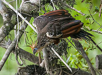 Hoatzin, Sani Lodge, Ecuador As were exploring Sani Lodge surroundings after arriving, I could not help but be fascinated by a bird I was hoping to see here: the Hoatzin. Our guide as well as local Sani Lodge staff was dismissive of my excitement, probably because it is so common here.<br />
<br />
To correct this wrong, here follows a letter of appreciation to the Hoatzin, and why it is the best bird ever:<br />
<br />
1. There is nothing comparable to a Hoatzin. Not only is it the only in its genus and family, taxonomists even had to make up an entirely new order just to place this single bird in. Hence, the world of birds is split into Hoatzins and “other flying things that have absolutely nothing in common with Hoatzins, and we’re not sure about the flying either”.<br />
<br />
2. Where simple-minded birds eat fruits and insects for efficient feeding, Hoatzins take the wise and slow approach. They eat leaves and wait for them to be digested, like a cow.<br />
<br />
3. Hoatzins have a unique way of flying, a jump-flap-crash sequence, but a crash landing is still a landing. Often, a Hoatzin might attempt to fly and then suddenly reconsiders. "I might as well stay here to digest". A showcase of intelligence and efficiency.<br />
<br />
4. Hoatzins are social animals, just like old married couples. They are often found in couples or triplets loudly arguing. They are communicators, unlike other birds that only make a sound when they want sex.<br />
<br />
5. Where the typical bird chick just like human babies can only cry and shit, Hoatzin offspring have claws on their wings, similar to bats. They can even swim.<br />
<br />
6. Hoatzins are caring parents. They throw up semi-digested leaf pulp straight into their babies’ face, whilst human babies reverse this method.<br />
<br />
7. Hoatzins have an effective tactic to avoid predation: they smell so badly that nobody is interested. They have a disagreeable odor.<br />
<br />
8. Hoatzins are beautiful. Pick one feature you like in a bird. The Hoatzin will have it, along with every other feature.<br />
<br />
https://www.jungledragon.com/image/130378/hoatzin_-_perched_sani_lodge_ecuador.html<br />
https://www.jungledragon.com/image/130381/hoatzin_-_landing_sani_lodge_ecuador.html<br />
https://www.jungledragon.com/image/130380/hoatzin_-_flapping_sani_lodge_ecuador.html<br />
https://www.jungledragon.com/image/130379/hoatzin_-_couple_drinking_sani_lodge_ecuador.html Ecuador,Ecuador 2021,Geotagged,Hoatzin,Opisthocomus hoazin,Sani Lodge,South America,Spring,World,Yasuni National Park