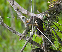 Hoatzin - perched, Sani Lodge, Ecuador As were exploring Sani Lodge surroundings after arriving, I could not help but be fascinated by a bird I was hoping to see here: the Hoatzin. Our guide as well as local Sani Lodge staff was dismissive of my excitement, probably because it is so common here.<br />
<br />
To correct this wrong, here follows a letter of appreciation to the Hoatzin, and why it is the best bird ever:<br />
<br />
1. There is nothing comparable to a Hoatzin. Not only is it the only in its genus and family, taxonomists even had to make up an entirely new order just to place this single bird in. Hence, the world of birds is split into Hoatzins and &ldquo;other flying things that have absolutely nothing in common with Hoatzins, and we&rsquo;re not sure about the flying either&rdquo;.<br />
<br />
2. Where simple-minded birds eat fruits and insects for efficient feeding, Hoatzins take the wise and slow approach. They eat leaves and wait for them to be digested, like a cow.<br />
<br />
3. Hoatzins have a unique way of flying, a jump-flap-crash sequence, but a crash landing is still a landing. Often, a Hoatzin might attempt to fly and then suddenly reconsiders. "I might as well stay here to digest". A showcase of intelligence and efficiency.<br />
<br />
4. Hoatzins are social animals, just like old married couples. They are often found in couples or triplets loudly arguing. They are communicators, unlike other birds that only make a sound when they want sex.<br />
<br />
5. Where the typical bird chick just like human babies can only cry and shit, Hoatzin offspring have claws on their wings, similar to bats. They can even swim.<br />
<br />
6. Hoatzins are caring parents. They throw up semi-digested leaf pulp straight into their babies&rsquo; face, whilst human babies reverse this method.<br />
<br />
7. Hoatzins have an effective tactic to avoid predation: they smell so badly that nobody is interested. They have a disagreeable odor.<br />
<br />
8. Hoatzins are beautiful. Pick one feature you like in a bird. The Hoatzin will have it, along with every other feature.<br />
<br />
https://www.jungledragon.com/image/130377/hoatzin_sani_lodge_ecuador.html<br />
https://www.jungledragon.com/image/130381/hoatzin_-_landing_sani_lodge_ecuador.html<br />
https://www.jungledragon.com/image/130380/hoatzin_-_flapping_sani_lodge_ecuador.html<br />
https://www.jungledragon.com/image/130379/hoatzin_-_couple_drinking_sani_lodge_ecuador.html Ecuador,Ecuador 2021,Geotagged,Hoatzin,Opisthocomus hoazin,Sani Lodge,South America,Spring,World,Yasuni National Park