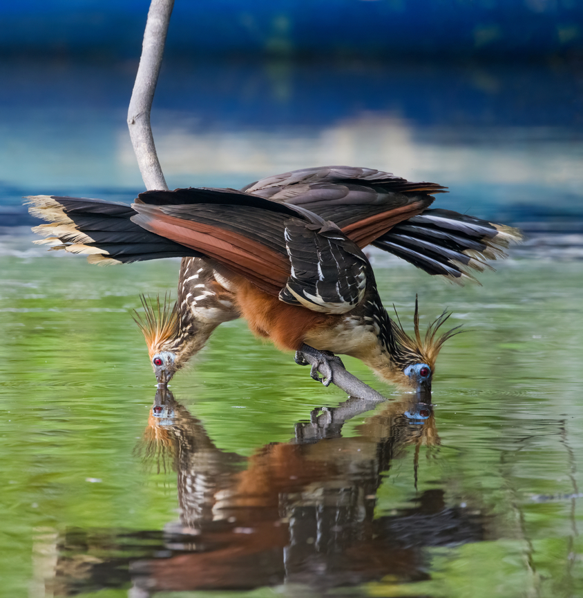 Hoatzin - couple drinking, Sani Lodge, Ecuador As were exploring Sani Lodge surroundings after arriving, I could not help but be fascinated by a bird I was hoping to see here: the Hoatzin. Our guide as well as local Sani Lodge staff was dismissive of my excitement, probably because it is so common here.<br />
<br />
To correct this wrong, here follows a letter of appreciation to the Hoatzin, and why it is the best bird ever:<br />
<br />
1. There is nothing comparable to a Hoatzin. Not only is it the only in its genus and family, taxonomists even had to make up an entirely new order just to place this single bird in. Hence, the world of birds is split into Hoatzins and &ldquo;other flying things that have absolutely nothing in common with Hoatzins, and we&rsquo;re not sure about the flying either&rdquo;.<br />
<br />
2. Where simple-minded birds eat fruits and insects for efficient feeding, Hoatzins take the wise and slow approach. They eat leaves and wait for them to be digested, like a cow.<br />
<br />
3. Hoatzins have a unique way of flying, a jump-flap-crash sequence, but a crash landing is still a landing. Often, a Hoatzin might attempt to fly and then suddenly reconsiders. &quot;I might as well stay here to digest&quot;. A showcase of intelligence and efficiency.<br />
<br />
4. Hoatzins are social animals, just like old married couples. They are often found in couples or triplets loudly arguing. They are communicators, unlike other birds that only make a sound when they want sex.<br />
<br />
5. Where the typical bird chick just like human babies can only cry and shit, Hoatzin offspring have claws on their wings, similar to bats. They can even swim.<br />
<br />
6. Hoatzins are caring parents. They throw up semi-digested leaf pulp straight into their babies&rsquo; face, whilst human babies reverse this method.<br />
<br />
7. Hoatzins have an effective tactic to avoid predation: they smell so badly that nobody is interested. They have a disagreeable odor.<br />
<br />
8. Hoatzins are beautiful. Pick one feature you like in a bird. The Hoatzin will have it, along with every other feature.<br />
<br />
<figure class="photo"><a href="https://www.jungledragon.com/image/130377/hoatzin_sani_lodge_ecuador.html" title="Hoatzin, Sani Lodge, Ecuador"><img src="https://s3.amazonaws.com/media.jungledragon.com/images/2/130377_thumb.jpg?AWSAccessKeyId=05GMT0V3GWVNE7GGM1R2&Expires=1759968010&Signature=1c%2Ft68kqTsi4lOQfofdliNnS0vg%3D" width="200" height="150" alt="Hoatzin, Sani Lodge, Ecuador As were exploring Sani Lodge surroundings after arriving, I could not help but be fascinated by a bird I was hoping to see here: the Hoatzin. Our guide as well as local Sani Lodge staff was dismissive of my excitement, probably because it is so common here.<br />
<br />
To correct this wrong, here follows a letter of appreciation to the Hoatzin, and why it is the best bird ever:<br />
<br />
1. There is nothing comparable to a Hoatzin. Not only is it the only in its genus and family, taxonomists even had to make up an entirely new order just to place this single bird in. Hence, the world of birds is split into Hoatzins and &ldquo;other flying things that have absolutely nothing in common with Hoatzins, and we&rsquo;re not sure about the flying either&rdquo;.<br />
<br />
2. Where simple-minded birds eat fruits and insects for efficient feeding, Hoatzins take the wise and slow approach. They eat leaves and wait for them to be digested, like a cow.<br />
<br />
3. Hoatzins have a unique way of flying, a jump-flap-crash sequence, but a crash landing is still a landing. Often, a Hoatzin might attempt to fly and then suddenly reconsiders. &quot;I might as well stay here to digest&quot;. A showcase of intelligence and efficiency.<br />
<br />
4. Hoatzins are social animals, just like old married couples. They are often found in couples or triplets loudly arguing. They are communicators, unlike other birds that only make a sound when they want sex.<br />
<br />
5. Where the typical bird chick just like human babies can only cry and shit, Hoatzin offspring have claws on their wings, similar to bats. They can even swim.<br />
<br />
6. Hoatzins are caring parents. They throw up semi-digested leaf pulp straight into their babies&rsquo; face, whilst human babies reverse this method.<br />
<br />
7. Hoatzins have an effective tactic to avoid predation: they smell so badly that nobody is interested. They have a disagreeable odor.<br />
<br />
8. Hoatzins are beautiful. Pick one feature you like in a bird. The Hoatzin will have it, along with every other feature.<br />
<br />
https://www.jungledragon.com/image/130378/hoatzin_-_perched_sani_lodge_ecuador.html<br />
https://www.jungledragon.com/image/130381/hoatzin_-_landing_sani_lodge_ecuador.html<br />
https://www.jungledragon.com/image/130380/hoatzin_-_flapping_sani_lodge_ecuador.html<br />
https://www.jungledragon.com/image/130379/hoatzin_-_couple_drinking_sani_lodge_ecuador.html Ecuador,Ecuador 2021,Geotagged,Hoatzin,Opisthocomus hoazin,Sani Lodge,South America,Spring,World,Yasuni National Park" /></a></figure><br />
<figure class="photo"><a href="https://www.jungledragon.com/image/130378/hoatzin_-_perched_sani_lodge_ecuador.html" title="Hoatzin - perched, Sani Lodge, Ecuador"><img src="https://s3.amazonaws.com/media.jungledragon.com/images/2/130378_thumb.jpg?AWSAccessKeyId=05GMT0V3GWVNE7GGM1R2&Expires=1759968010&Signature=P%2F00l%2FDG8C2Q%2Fb9STW9PL9Nw0vo%3D" width="200" height="168" alt="Hoatzin - perched, Sani Lodge, Ecuador As were exploring Sani Lodge surroundings after arriving, I could not help but be fascinated by a bird I was hoping to see here: the Hoatzin. Our guide as well as local Sani Lodge staff was dismissive of my excitement, probably because it is so common here.<br />
<br />
To correct this wrong, here follows a letter of appreciation to the Hoatzin, and why it is the best bird ever:<br />
<br />
1. There is nothing comparable to a Hoatzin. Not only is it the only in its genus and family, taxonomists even had to make up an entirely new order just to place this single bird in. Hence, the world of birds is split into Hoatzins and &ldquo;other flying things that have absolutely nothing in common with Hoatzins, and we&rsquo;re not sure about the flying either&rdquo;.<br />
<br />
2. Where simple-minded birds eat fruits and insects for efficient feeding, Hoatzins take the wise and slow approach. They eat leaves and wait for them to be digested, like a cow.<br />
<br />
3. Hoatzins have a unique way of flying, a jump-flap-crash sequence, but a crash landing is still a landing. Often, a Hoatzin might attempt to fly and then suddenly reconsiders. &quot;I might as well stay here to digest&quot;. A showcase of intelligence and efficiency.<br />
<br />
4. Hoatzins are social animals, just like old married couples. They are often found in couples or triplets loudly arguing. They are communicators, unlike other birds that only make a sound when they want sex.<br />
<br />
5. Where the typical bird chick just like human babies can only cry and shit, Hoatzin offspring have claws on their wings, similar to bats. They can even swim.<br />
<br />
6. Hoatzins are caring parents. They throw up semi-digested leaf pulp straight into their babies&rsquo; face, whilst human babies reverse this method.<br />
<br />
7. Hoatzins have an effective tactic to avoid predation: they smell so badly that nobody is interested. They have a disagreeable odor.<br />
<br />
8. Hoatzins are beautiful. Pick one feature you like in a bird. The Hoatzin will have it, along with every other feature.<br />
<br />
https://www.jungledragon.com/image/130377/hoatzin_sani_lodge_ecuador.html<br />
https://www.jungledragon.com/image/130381/hoatzin_-_landing_sani_lodge_ecuador.html<br />
https://www.jungledragon.com/image/130380/hoatzin_-_flapping_sani_lodge_ecuador.html<br />
https://www.jungledragon.com/image/130379/hoatzin_-_couple_drinking_sani_lodge_ecuador.html Ecuador,Ecuador 2021,Geotagged,Hoatzin,Opisthocomus hoazin,Sani Lodge,South America,Spring,World,Yasuni National Park" /></a></figure><br />
<figure class="photo"><a href="https://www.jungledragon.com/image/130381/hoatzin_-_landing_sani_lodge_ecuador.html" title="Hoatzin - landing, Sani Lodge, Ecuador"><img src="https://s3.amazonaws.com/media.jungledragon.com/images/2/130381_thumb.jpg?AWSAccessKeyId=05GMT0V3GWVNE7GGM1R2&Expires=1759968010&Signature=xnThMJMYwPsRJZqkW1iesyZpsXo%3D" width="200" height="142" alt="Hoatzin - landing, Sani Lodge, Ecuador As were exploring Sani Lodge surroundings after arriving, I could not help but be fascinated by a bird I was hoping to see here: the Hoatzin. Our guide as well as local Sani Lodge staff was dismissive of my excitement, probably because it is so common here.<br />
<br />
To correct this wrong, here follows a letter of appreciation to the Hoatzin, and why it is the best bird ever:<br />
<br />
1. There is nothing comparable to a Hoatzin. Not only is it the only in its genus and family, taxonomists even had to make up an entirely new order just to place this single bird in. Hence, the world of birds is split into Hoatzins and &ldquo;other flying things that have absolutely nothing in common with Hoatzins, and we&rsquo;re not sure about the flying either&rdquo;.<br />
<br />
2. Where simple-minded birds eat fruits and insects for efficient feeding, Hoatzins take the wise and slow approach. They eat leaves and wait for them to be digested, like a cow.<br />
<br />
3. Hoatzins have a unique way of flying, a jump-flap-crash sequence, but a crash landing is still a landing. Often, a Hoatzin might attempt to fly and then suddenly reconsiders. &quot;I might as well stay here to digest&quot;. A showcase of intelligence and efficiency.<br />
<br />
4. Hoatzins are social animals, just like old married couples. They are often found in couples or triplets loudly arguing. They are communicators, unlike other birds that only make a sound when they want sex.<br />
<br />
5. Where the typical bird chick just like human babies can only cry and shit, Hoatzin offspring have claws on their wings, similar to bats. They can even swim.<br />
<br />
6. Hoatzins are caring parents. They throw up semi-digested leaf pulp straight into their babies&rsquo; face, whilst human babies reverse this method.<br />
<br />
7. Hoatzins have an effective tactic to avoid predation: they smell so badly that nobody is interested. They have a disagreeable odor.<br />
<br />
8. Hoatzins are beautiful. Pick one feature you like in a bird. The Hoatzin will have it, along with every other feature.<br />
<br />
https://www.jungledragon.com/image/130377/hoatzin_sani_lodge_ecuador.html<br />
https://www.jungledragon.com/image/130378/hoatzin_-_perched_sani_lodge_ecuador.html<br />
https://www.jungledragon.com/image/130380/hoatzin_-_flapping_sani_lodge_ecuador.html<br />
https://www.jungledragon.com/image/130379/hoatzin_-_couple_drinking_sani_lodge_ecuador.html Ecuador,Ecuador 2021,Geotagged,Hoatzin,Opisthocomus hoazin,Sani Lodge,South America,Spring,World,Yasuni National Park" /></a></figure><br />
<figure class="photo"><a href="https://www.jungledragon.com/image/130380/hoatzin_-_flapping_sani_lodge_ecuador.html" title="Hoatzin - flapping, Sani Lodge, Ecuador"><img src="https://s3.amazonaws.com/media.jungledragon.com/images/2/130380_thumb.jpg?AWSAccessKeyId=05GMT0V3GWVNE7GGM1R2&Expires=1759968010&Signature=SSQhl0FeNKhajjZ556w%2BUC3QmxE%3D" width="134" height="152" alt="Hoatzin - flapping, Sani Lodge, Ecuador As were exploring Sani Lodge surroundings after arriving, I could not help but be fascinated by a bird I was hoping to see here: the Hoatzin. Our guide as well as local Sani Lodge staff was dismissive of my excitement, probably because it is so common here.<br />
<br />
To correct this wrong, here follows a letter of appreciation to the Hoatzin, and why it is the best bird ever:<br />
<br />
1. There is nothing comparable to a Hoatzin. Not only is it the only in its genus and family, taxonomists even had to make up an entirely new order just to place this single bird in. Hence, the world of birds is split into Hoatzins and &ldquo;other flying things that have absolutely nothing in common with Hoatzins, and we&rsquo;re not sure about the flying either&rdquo;.<br />
<br />
2. Where simple-minded birds eat fruits and insects for efficient feeding, Hoatzins take the wise and slow approach. They eat leaves and wait for them to be digested, like a cow.<br />
<br />
3. Hoatzins have a unique way of flying, a jump-flap-crash sequence, but a crash landing is still a landing. Often, a Hoatzin might attempt to fly and then suddenly reconsiders. &quot;I might as well stay here to digest&quot;. A showcase of intelligence and efficiency.<br />
<br />
4. Hoatzins are social animals, just like old married couples. They are often found in couples or triplets loudly arguing. They are communicators, unlike other birds that only make a sound when they want sex.<br />
<br />
5. Where the typical bird chick just like human babies can only cry and shit, Hoatzin offspring have claws on their wings, similar to bats. They can even swim.<br />
<br />
6. Hoatzins are caring parents. They throw up semi-digested leaf pulp straight into their babies&rsquo; face, whilst human babies reverse this method.<br />
<br />
7. Hoatzins have an effective tactic to avoid predation: they smell so badly that nobody is interested. They have a disagreeable odor.<br />
<br />
8. Hoatzins are beautiful. Pick one feature you like in a bird. The Hoatzin will have it, along with every other feature.<br />
<br />
https://www.jungledragon.com/image/130377/hoatzin_sani_lodge_ecuador.html<br />
https://www.jungledragon.com/image/130378/hoatzin_-_perched_sani_lodge_ecuador.html<br />
https://www.jungledragon.com/image/130381/hoatzin_-_landing_sani_lodge_ecuador.html<br />
https://www.jungledragon.com/image/130379/hoatzin_-_couple_drinking_sani_lodge_ecuador.html Ecuador,Ecuador 2021,Geotagged,Hoatzin,Opisthocomus hoazin,Sani Lodge,South America,Spring,World,Yasuni National Park" /></a></figure> Ecuador,Ecuador 2021,Geotagged,Hoatzin,Opisthocomus hoazin,Sani Lodge,South America,Spring,World,Yasuni National Park