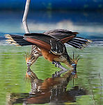 Hoatzin - couple drinking, Sani Lodge, Ecuador As were exploring Sani Lodge surroundings after arriving, I could not help but be fascinated by a bird I was hoping to see here: the Hoatzin. Our guide as well as local Sani Lodge staff was dismissive of my excitement, probably because it is so common here.<br />
<br />
To correct this wrong, here follows a letter of appreciation to the Hoatzin, and why it is the best bird ever:<br />
<br />
1. There is nothing comparable to a Hoatzin. Not only is it the only in its genus and family, taxonomists even had to make up an entirely new order just to place this single bird in. Hence, the world of birds is split into Hoatzins and &ldquo;other flying things that have absolutely nothing in common with Hoatzins, and we&rsquo;re not sure about the flying either&rdquo;.<br />
<br />
2. Where simple-minded birds eat fruits and insects for efficient feeding, Hoatzins take the wise and slow approach. They eat leaves and wait for them to be digested, like a cow.<br />
<br />
3. Hoatzins have a unique way of flying, a jump-flap-crash sequence, but a crash landing is still a landing. Often, a Hoatzin might attempt to fly and then suddenly reconsiders. "I might as well stay here to digest". A showcase of intelligence and efficiency.<br />
<br />
4. Hoatzins are social animals, just like old married couples. They are often found in couples or triplets loudly arguing. They are communicators, unlike other birds that only make a sound when they want sex.<br />
<br />
5. Where the typical bird chick just like human babies can only cry and shit, Hoatzin offspring have claws on their wings, similar to bats. They can even swim.<br />
<br />
6. Hoatzins are caring parents. They throw up semi-digested leaf pulp straight into their babies&rsquo; face, whilst human babies reverse this method.<br />
<br />
7. Hoatzins have an effective tactic to avoid predation: they smell so badly that nobody is interested. They have a disagreeable odor.<br />
<br />
8. Hoatzins are beautiful. Pick one feature you like in a bird. The Hoatzin will have it, along with every other feature.<br />
<br />
https://www.jungledragon.com/image/130377/hoatzin_sani_lodge_ecuador.html<br />
https://www.jungledragon.com/image/130378/hoatzin_-_perched_sani_lodge_ecuador.html<br />
https://www.jungledragon.com/image/130381/hoatzin_-_landing_sani_lodge_ecuador.html<br />
https://www.jungledragon.com/image/130380/hoatzin_-_flapping_sani_lodge_ecuador.html Ecuador,Ecuador 2021,Geotagged,Hoatzin,Opisthocomus hoazin,Sani Lodge,South America,Spring,World,Yasuni National Park