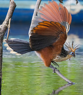 Hoatzin - flapping, Sani Lodge, Ecuador As were exploring Sani Lodge surroundings after arriving, I could not help but be fascinated by a bird I was hoping to see here: the Hoatzin. Our guide as well as local Sani Lodge staff was dismissive of my excitement, probably because it is so common here.

To correct this wrong, here follows a letter of appreciation to the Hoatzin, and why it is the best bird ever:

1. There is nothing comparable to a Hoatzin. Not only is it the only in its genus and family, taxonomists even had to make up an entirely new order just to place this single bird in. Hence, the world of birds is split into Hoatzins and “other flying things that have absolutely nothing in common with Hoatzins, and we’re not sure about the flying either”.

2. Where simple-minded birds eat fruits and insects for efficient feeding, Hoatzins take the wise and slow approach. They eat leaves and wait for them to be digested, like a cow.

3. Hoatzins have a unique way of flying, a jump-flap-crash sequence, but a crash landing is still a landing. Often, a Hoatzin might attempt to fly and then suddenly reconsiders. "I might as well stay here to digest". A showcase of intelligence and efficiency.

4. Hoatzins are social animals, just like old married couples. They are often found in couples or triplets loudly arguing. They are communicators, unlike other birds that only make a sound when they want sex.

5. Where the typical bird chick just like human babies can only cry and shit, Hoatzin offspring have claws on their wings, similar to bats. They can even swim.

6. Hoatzins are caring parents. They throw up semi-digested leaf pulp straight into their babies’ face, whilst human babies reverse this method.

7. Hoatzins have an effective tactic to avoid predation: they smell so badly that nobody is interested. They have a disagreeable odor.

8. Hoatzins are beautiful. Pick one feature you like in a bird. The Hoatzin will have it, along with every other feature.

https://www.jungledragon.com/image/130377/hoatzin_sani_lodge_ecuador.html
https://www.jungledragon.com/image/130378/hoatzin_-_perched_sani_lodge_ecuador.html
https://www.jungledragon.com/image/130381/hoatzin_-_landing_sani_lodge_ecuador.html
https://www.jungledragon.com/image/130379/hoatzin_-_couple_drinking_sani_lodge_ecuador.html Ecuador,Ecuador 2021,Geotagged,Hoatzin,Opisthocomus hoazin,Sani Lodge,South America,Spring,World,Yasuni National Park