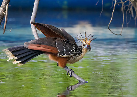 Hoatzin - landing, Sani Lodge, Ecuador As were exploring Sani Lodge surroundings after arriving, I could not help but be fascinated by a bird I was hoping to see here: the Hoatzin. Our guide as well as local Sani Lodge staff was dismissive of my excitement, probably because it is so common here.

To correct this wrong, here follows a letter of appreciation to the Hoatzin, and why it is the best bird ever:

1. There is nothing comparable to a Hoatzin. Not only is it the only in its genus and family, taxonomists even had to make up an entirely new order just to place this single bird in. Hence, the world of birds is split into Hoatzins and “other flying things that have absolutely nothing in common with Hoatzins, and we’re not sure about the flying either”.

2. Where simple-minded birds eat fruits and insects for efficient feeding, Hoatzins take the wise and slow approach. They eat leaves and wait for them to be digested, like a cow.

3. Hoatzins have a unique way of flying, a jump-flap-crash sequence, but a crash landing is still a landing. Often, a Hoatzin might attempt to fly and then suddenly reconsiders. "I might as well stay here to digest". A showcase of intelligence and efficiency.

4. Hoatzins are social animals, just like old married couples. They are often found in couples or triplets loudly arguing. They are communicators, unlike other birds that only make a sound when they want sex.

5. Where the typical bird chick just like human babies can only cry and shit, Hoatzin offspring have claws on their wings, similar to bats. They can even swim.

6. Hoatzins are caring parents. They throw up semi-digested leaf pulp straight into their babies’ face, whilst human babies reverse this method.

7. Hoatzins have an effective tactic to avoid predation: they smell so badly that nobody is interested. They have a disagreeable odor.

8. Hoatzins are beautiful. Pick one feature you like in a bird. The Hoatzin will have it, along with every other feature.

https://www.jungledragon.com/image/130377/hoatzin_sani_lodge_ecuador.html
https://www.jungledragon.com/image/130378/hoatzin_-_perched_sani_lodge_ecuador.html
https://www.jungledragon.com/image/130380/hoatzin_-_flapping_sani_lodge_ecuador.html
https://www.jungledragon.com/image/130379/hoatzin_-_couple_drinking_sani_lodge_ecuador.html Ecuador,Ecuador 2021,Geotagged,Hoatzin,Opisthocomus hoazin,Sani Lodge,South America,Spring,World,Yasuni National Park
