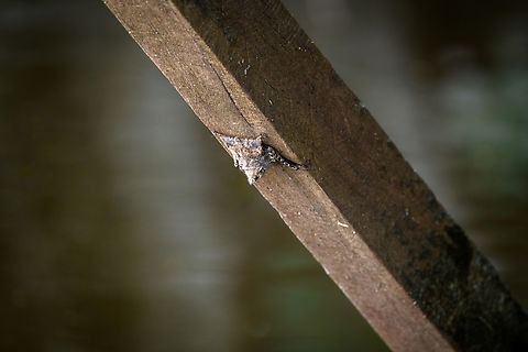 Proboscis bat, Sani Lodge, Ecuador Found on the underside of the dock platform at Sani Lodge. Ecuador,Ecuador 2021,Geotagged,Proboscis bat,Rhynchonycteris naso,Sani Lodge,South America,Spring,World,Yasuni National Park