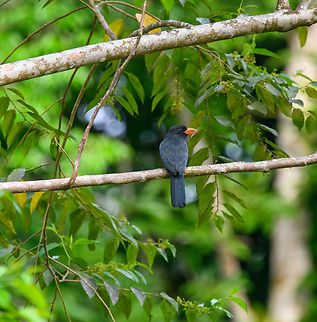 Black-fronted nunbird, Sani Lodge, Ecuador The largest of the puffbirds. An opportunistic feeder as it follows army ants and even monkeys to feed on insects disturbed by their movements. Black-fronted nunbird,Ecuador,Ecuador 2021,Geotagged,Monasa nigrifrons,Sani Lodge,South America,Spring,World,Yasuni National Park