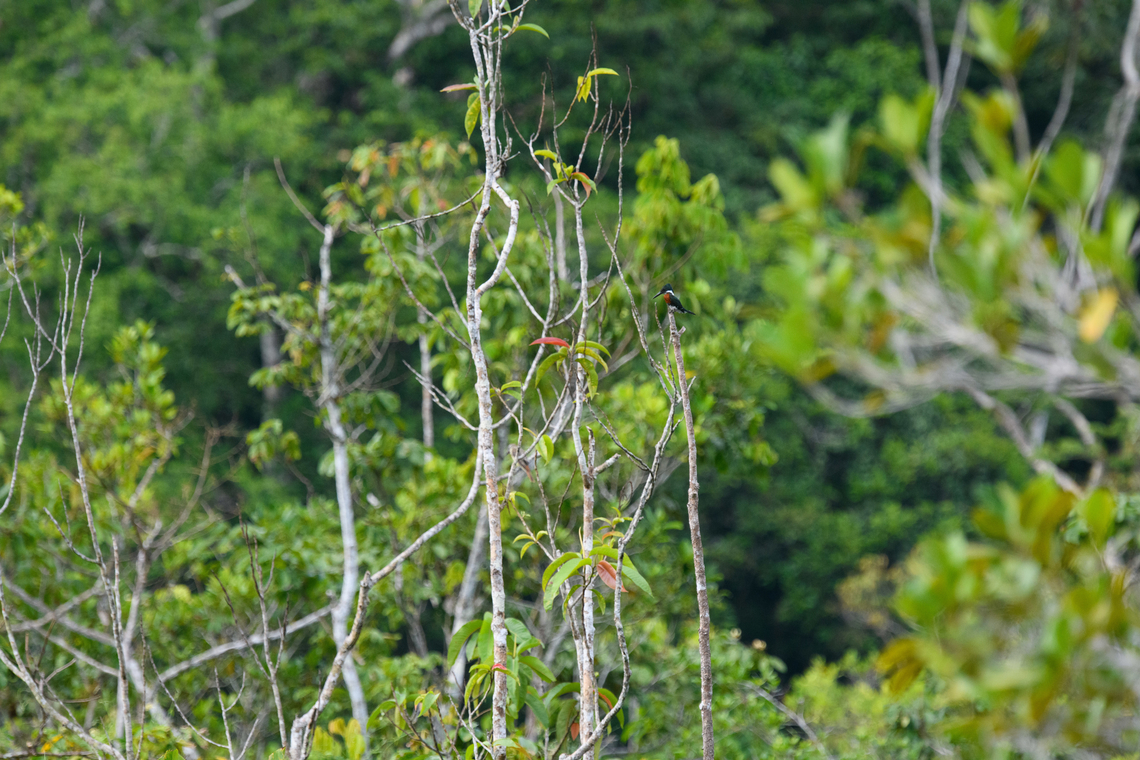 Amazon Kingfisher, Sani Lodge, Ecuador A very distant observation of an Amazon Kingfisher observing the river from a very high vantage point. Amazon Kingfisher,Chloroceryle amazona,Ecuador,Ecuador 2021,Geotagged,Sani Lodge,South America,Spring,World,Yasuni National Park
