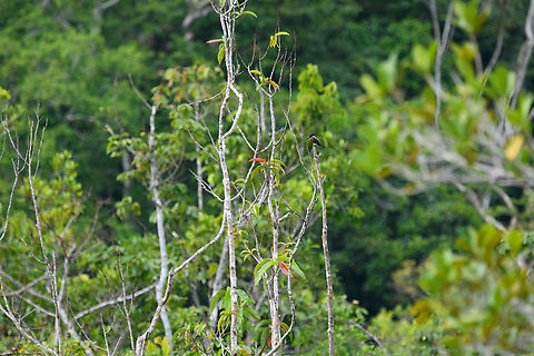 Amazon Kingfisher, Sani Lodge, Ecuador A very distant observation of an Amazon Kingfisher observing the river from a very high vantage point. Amazon Kingfisher,Chloroceryle amazona,Ecuador,Ecuador 2021,Geotagged,Sani Lodge,South America,Spring,World,Yasuni National Park