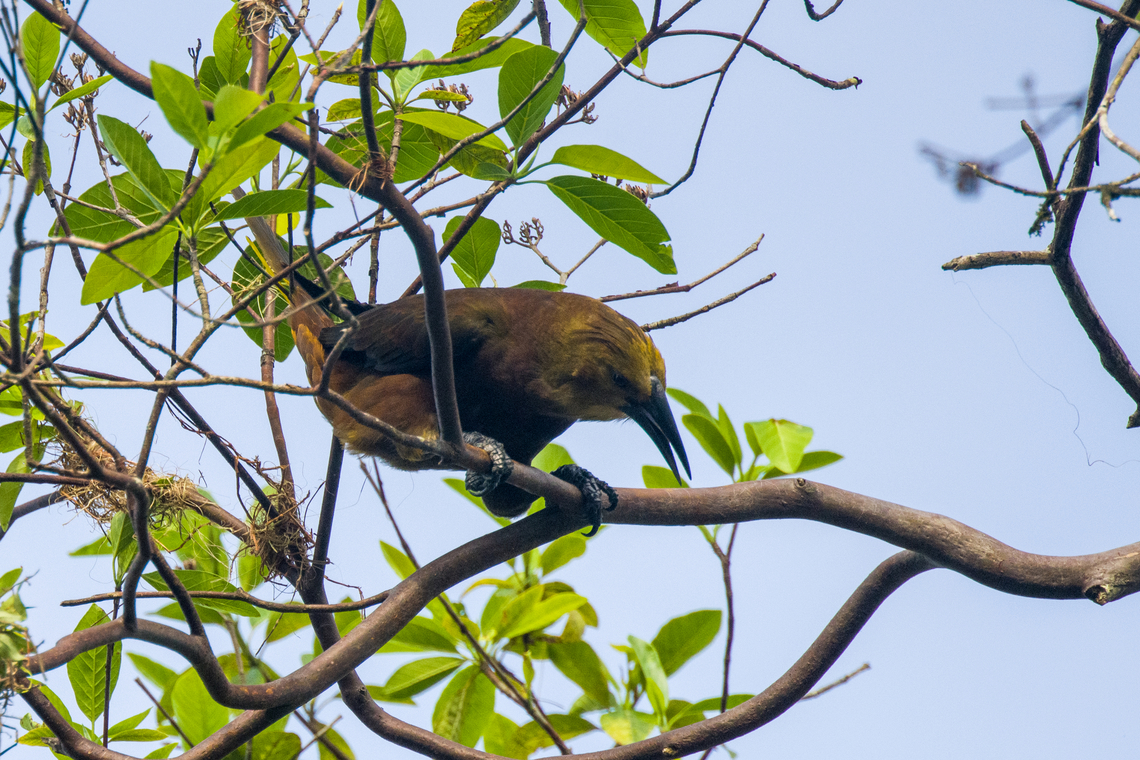 Russet-backed oropendola, Sani Lodge, Ecuador Look at the power tools of this bird. Both the bill and the claws are impressive for a passerine. They eat large insects and fruit.<br />
<figure class="photo"><a href="https://www.jungledragon.com/image/130386/russet-backed_oropendola_-_couple_sani_lodge_ecuador.html" title="Russet-backed oropendola - couple, Sani Lodge, Ecuador"><img src="https://s3.amazonaws.com/media.jungledragon.com/images/2/130386_thumb.jpg?AWSAccessKeyId=05GMT0V3GWVNE7GGM1R2&Expires=1759968010&Signature=pgjvVp29HFXYWYG1sIH%2F3bX7fDY%3D" width="200" height="134" alt="Russet-backed oropendola - couple, Sani Lodge, Ecuador Possibly nest building in progress.<br />
https://www.jungledragon.com/image/130385/russet-backed_oropendola_sani_lodge_ecuador.html Ecuador,Ecuador 2021,Geotagged,Psarocolius angustifrons,Russet-backed oropendola,Sani Lodge,South America,Spring,World,Yasuni National Park" /></a></figure> Ecuador,Ecuador 2021,Geotagged,Psarocolius angustifrons,Russet-backed oropendola,Sani Lodge,South America,Spring,World,Yasuni National Park