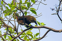 Russet-backed oropendola, Sani Lodge, Ecuador Look at the power tools of this bird. Both the bill and the claws are impressive for a passerine. They eat large insects and fruit.<br />
https://www.jungledragon.com/image/130386/russet-backed_oropendola_-_couple_sani_lodge_ecuador.html Ecuador,Ecuador 2021,Geotagged,Psarocolius angustifrons,Russet-backed oropendola,Sani Lodge,South America,Spring,World,Yasuni National Park