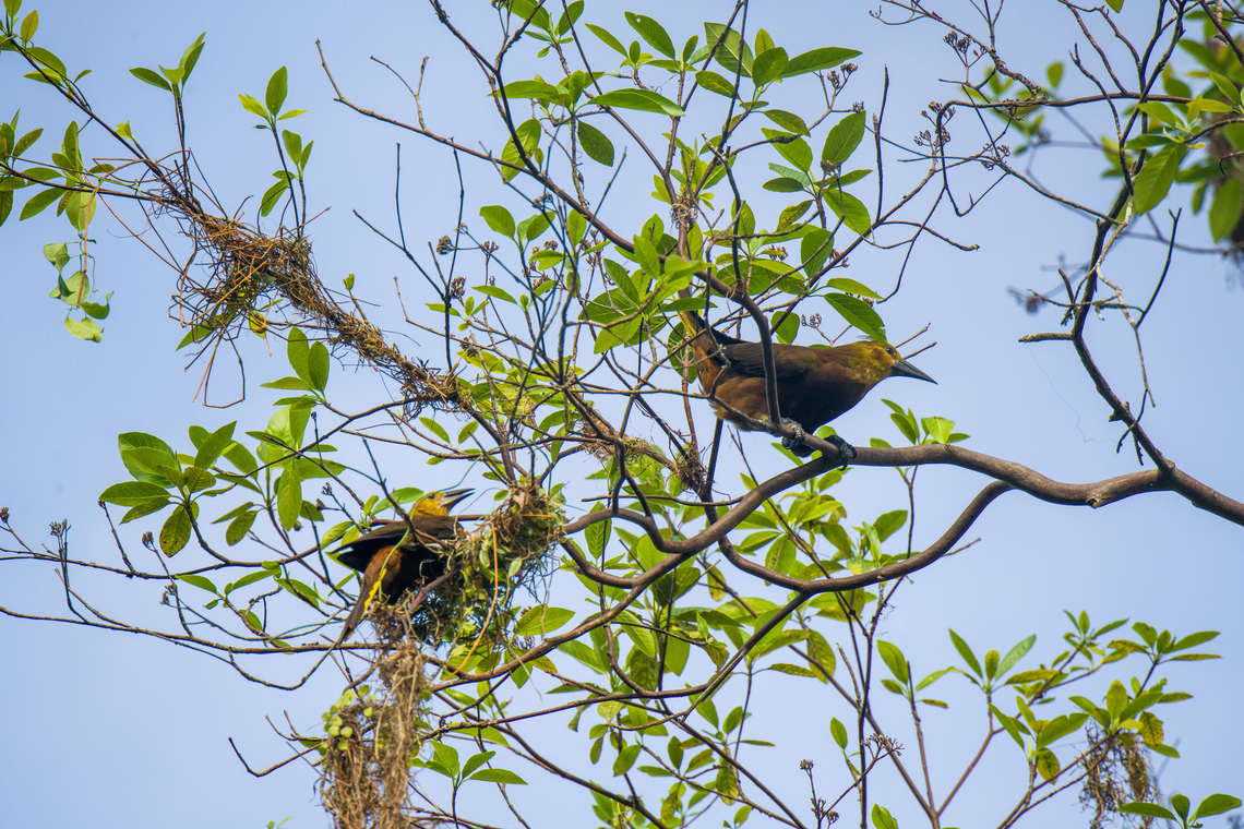 Russet-backed oropendola - couple, Sani Lodge, Ecuador Possibly nest building in progress.<br />
<figure class="photo"><a href="https://www.jungledragon.com/image/130385/russet-backed_oropendola_sani_lodge_ecuador.html" title="Russet-backed oropendola, Sani Lodge, Ecuador"><img src="https://s3.amazonaws.com/media.jungledragon.com/images/2/130385_thumb.jpg?AWSAccessKeyId=05GMT0V3GWVNE7GGM1R2&Expires=1759968010&Signature=lEog4CQHb4zKP3%2BemEMZATkjA4M%3D" width="200" height="134" alt="Russet-backed oropendola, Sani Lodge, Ecuador Look at the power tools of this bird. Both the bill and the claws are impressive for a passerine. They eat large insects and fruit.<br />
https://www.jungledragon.com/image/130386/russet-backed_oropendola_-_couple_sani_lodge_ecuador.html Ecuador,Ecuador 2021,Geotagged,Psarocolius angustifrons,Russet-backed oropendola,Sani Lodge,South America,Spring,World,Yasuni National Park" /></a></figure> Ecuador,Ecuador 2021,Geotagged,Psarocolius angustifrons,Russet-backed oropendola,Sani Lodge,South America,Spring,World,Yasuni National Park