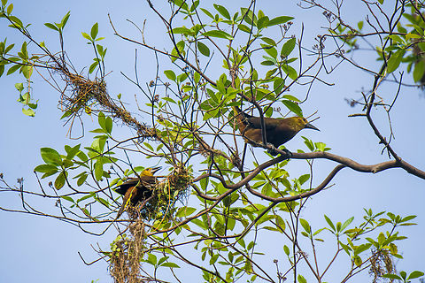 Russet-backed oropendola - couple, Sani Lodge, Ecuador Possibly nest building in progress.
https://www.jungledragon.com/image/130385/russet-backed_oropendola_sani_lodge_ecuador.html Ecuador,Ecuador 2021,Geotagged,Psarocolius angustifrons,Russet-backed oropendola,Sani Lodge,South America,Spring,World,Yasuni National Park