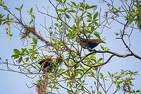 Russet-backed oropendola - couple, Sani Lodge, Ecuador Possibly nest building in progress.<br />
https://www.jungledragon.com/image/130385/russet-backed_oropendola_sani_lodge_ecuador.html Ecuador,Ecuador 2021,Geotagged,Psarocolius angustifrons,Russet-backed oropendola,Sani Lodge,South America,Spring,World,Yasuni National Park