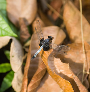 White-tailed Dragonlet, Sani Lodge, Ecuador  Ecuador,Ecuador 2021,Erythrodiplax unimaculata,Geotagged,Sani Lodge,South America,Spring,World,Yasuni National Park
