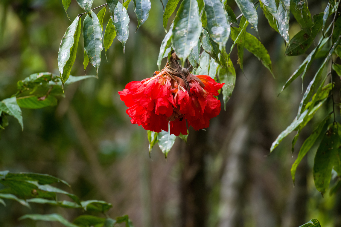 Rose of Venezuela - closeup, Sani Lodge, Ecuador <figure class="photo"><a href="https://www.jungledragon.com/image/130389/rose_of_venezuela_sani_lodge_ecuador.html" title="Rose of Venezuela, Sani Lodge, Ecuador"><img src="https://s3.amazonaws.com/media.jungledragon.com/images/2/130389_thumb.jpg?AWSAccessKeyId=05GMT0V3GWVNE7GGM1R2&Expires=1759968010&Signature=ZftTMnMkcJnfTgvZRw%2BDE67gcGI%3D" width="200" height="134" alt="Rose of Venezuela, Sani Lodge, Ecuador https://www.jungledragon.com/image/130388/rose_of_venezuela_-_closeup_sani_lodge_ecuador.html Brownea grandiceps,Ecuador,Ecuador 2021,Geotagged,Rose of Venezuela,Sani Lodge,South America,Spring,World,Yasuni National Park" /></a></figure> Brownea grandiceps,Ecuador,Ecuador 2021,Geotagged,Rose of Venezuela,Sani Lodge,South America,Spring,World,Yasuni National Park