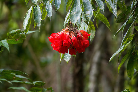 Rose of Venezuela - closeup, Sani Lodge, Ecuador https://www.jungledragon.com/image/130389/rose_of_venezuela_sani_lodge_ecuador.html Brownea grandiceps,Ecuador,Ecuador 2021,Geotagged,Rose of Venezuela,Sani Lodge,South America,Spring,World,Yasuni National Park