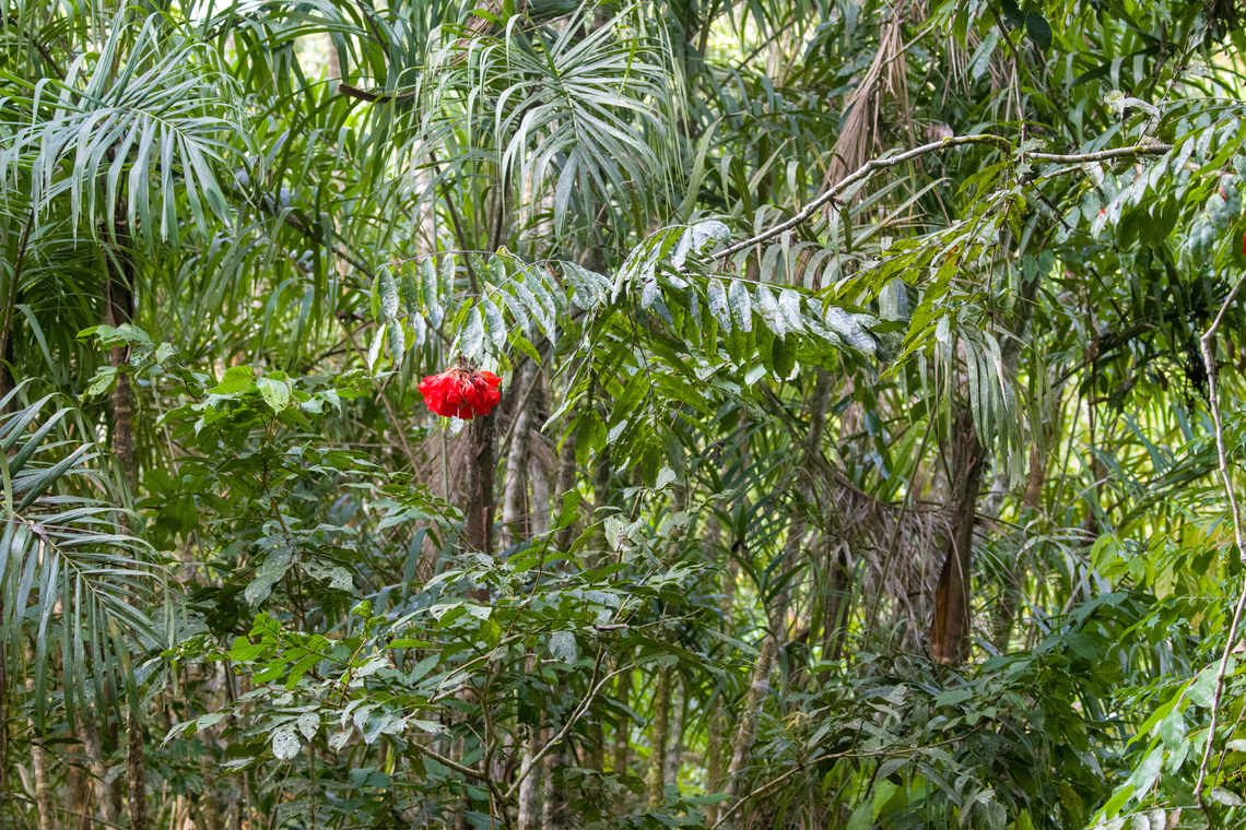 Rose of Venezuela, Sani Lodge, Ecuador <figure class="photo"><a href="https://www.jungledragon.com/image/130388/rose_of_venezuela_-_closeup_sani_lodge_ecuador.html" title="Rose of Venezuela - closeup, Sani Lodge, Ecuador"><img src="https://s3.amazonaws.com/media.jungledragon.com/images/2/130388_thumb.jpg?AWSAccessKeyId=05GMT0V3GWVNE7GGM1R2&Expires=1759968010&Signature=zCZOV3bRm2WlWkVIvyrfBKLFSoA%3D" width="200" height="134" alt="Rose of Venezuela - closeup, Sani Lodge, Ecuador https://www.jungledragon.com/image/130389/rose_of_venezuela_sani_lodge_ecuador.html Brownea grandiceps,Ecuador,Ecuador 2021,Geotagged,Rose of Venezuela,Sani Lodge,South America,Spring,World,Yasuni National Park" /></a></figure> Brownea grandiceps,Ecuador,Ecuador 2021,Geotagged,Rose of Venezuela,Sani Lodge,South America,Spring,World,Yasuni National Park