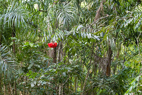 Rose of Venezuela, Sani Lodge, Ecuador https://www.jungledragon.com/image/130388/rose_of_venezuela_-_closeup_sani_lodge_ecuador.html Brownea grandiceps,Ecuador,Ecuador 2021,Geotagged,Rose of Venezuela,Sani Lodge,South America,Spring,World,Yasuni National Park
