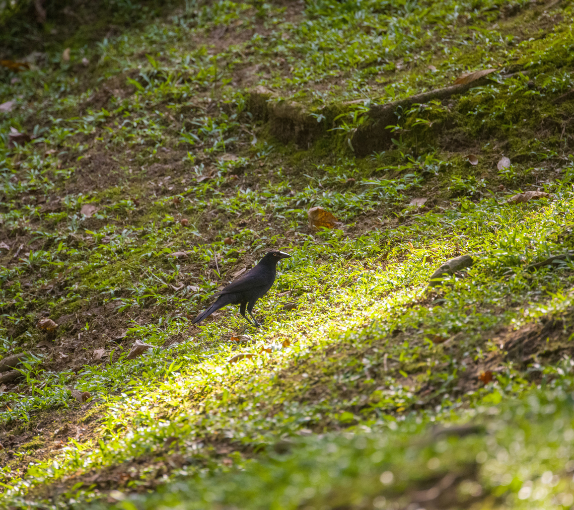 Giant cowbird, Sani Lodge, Ecuador A very bold bird that doesn&#039;t easily go hungry. It feeds on invertebrates, fruit, nectar, ticks from mammals. Ecuador,Ecuador 2021,Geotagged,Molothrus oryzivorus,Sani Lodge,South America,Spring,World,Yasuni National Park,giant cowbird