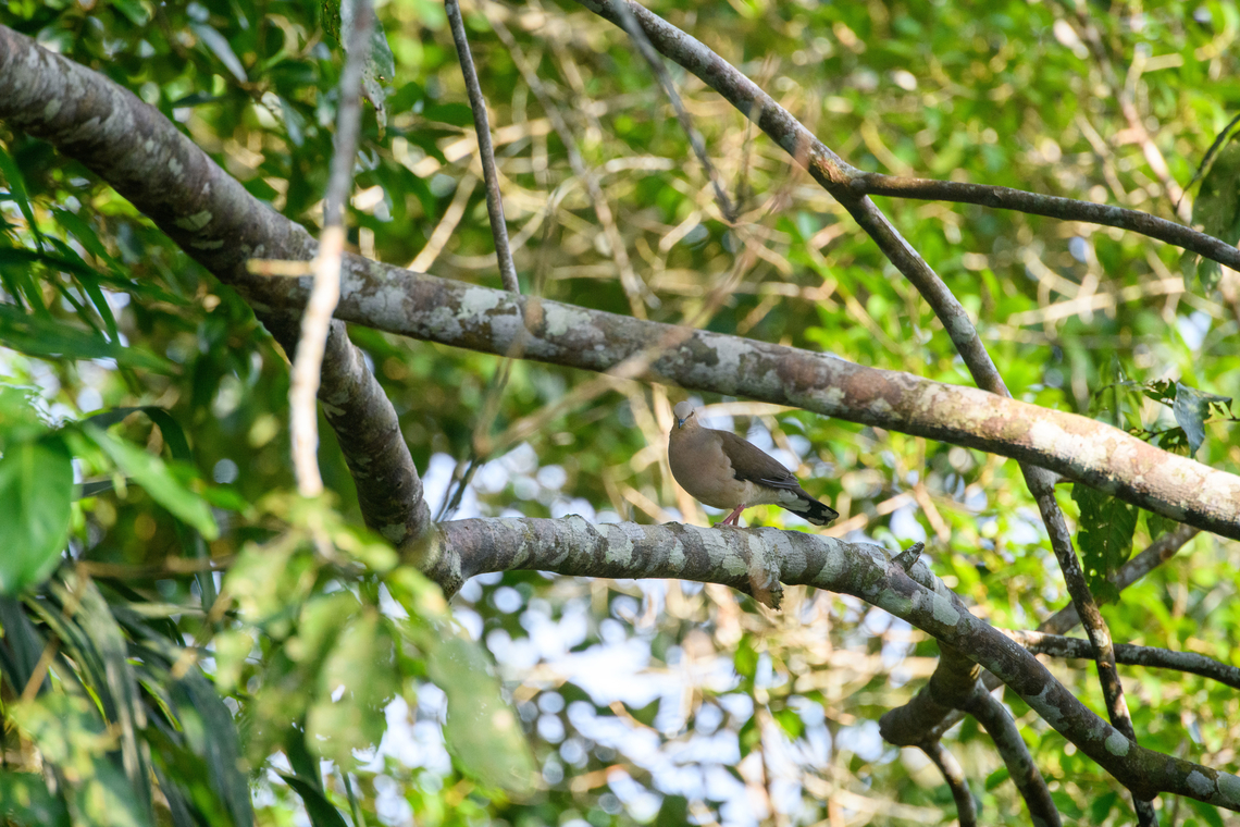 Grey-fronted dove, Sani Lodge, Ecuador  Ecuador,Ecuador 2021,Geotagged,Grey-fronted dove,Leptotila rufaxilla,Sani Lodge,South America,Spring,World,Yasuni National Park