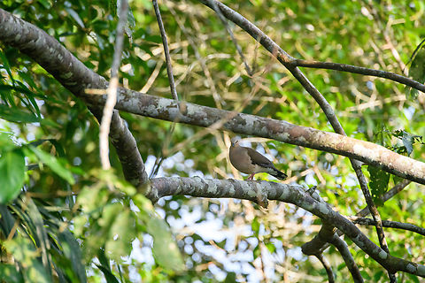 Grey-fronted dove, Sani Lodge, Ecuador  Ecuador,Ecuador 2021,Geotagged,Grey-fronted dove,Leptotila rufaxilla,Sani Lodge,South America,Spring,World,Yasuni National Park