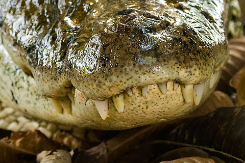 Lucy, the Black caiman, on shore 4, Sani Lodge, Ecuador A few hours earlier, Lucy the Black Caiman was eyeing us as we arrived at Sani Lodge:
https://www.jungledragon.com/image/130339/lucy_the_black_caiman_sani_lodge_ecuador.html
As we were still settling in and exploring our surrounding, Rodrigo (Sani Lodge guide) whistled, and much to our shock, Lucy catapults herself our of the water, on shore. We didn't even know she was there. A somewhat unsettling thought as I just spent at least an hour photographing around the edges of this dock. In the three days after, we would not see her again, but I'm quite sure she's seen us lots of times.

https://www.jungledragon.com/image/130422/lucy_the_black_caiman_on_shore_sani_lodge_ecuador.html
https://www.jungledragon.com/image/130421/lucy_the_black_caiman_on_shore_2_sani_lodge_ecuador.html
https://www.jungledragon.com/image/130420/lucy_the_black_caiman_on_shore_3_sani_lodge_ecuador.html Black caiman,Ecuador,Ecuador 2021,Geotagged,Melanosuchus niger,Sani Lodge,South America,Spring,World,Yasuni National Park