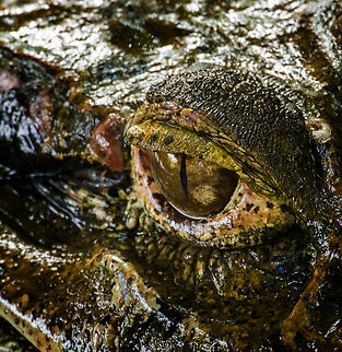 Lucy, the Black caiman, on shore 3, Sani Lodge, Ecuador A few hours earlier, Lucy the Black Caiman was eyeing us as we arrived at Sani Lodge:
https://www.jungledragon.com/image/130339/lucy_the_black_caiman_sani_lodge_ecuador.html
As we were still settling in and exploring our surrounding, Rodrigo (Sani Lodge guide) whistled, and much to our shock, Lucy catapults herself our of the water, on shore. We didn't even know she was there. A somewhat unsettling thought as I just spent at least an hour photographing around the edges of this dock. In the three days after, we would not see her again, but I'm quite sure she's seen us lots of times.

https://www.jungledragon.com/image/130422/lucy_the_black_caiman_on_shore_sani_lodge_ecuador.html
https://www.jungledragon.com/image/130421/lucy_the_black_caiman_on_shore_2_sani_lodge_ecuador.html
https://www.jungledragon.com/image/130419/lucy_the_black_caiman_on_shore_4_sani_lodge_ecuador.html Black caiman,Ecuador,Ecuador 2021,Geotagged,Melanosuchus niger,Sani Lodge,South America,Spring,World,Yasuni National Park