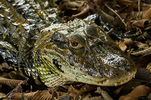 Lucy, the Black caiman, on shore 2, Sani Lodge, Ecuador A few hours earlier, Lucy the Black Caiman was eyeing us as we arrived at Sani Lodge:
https://www.jungledragon.com/image/130339/lucy_the_black_caiman_sani_lodge_ecuador.html
As we were still settling in and exploring our surrounding, Rodrigo (Sani Lodge guide) whistled, and much to our shock, Lucy catapults herself our of the water, on shore. We didn't even know she was there. A somewhat unsettling thought as I just spent at least an hour photographing around the edges of this dock. In the three days after, we would not see her again, but I'm quite sure she's seen us lots of times.

https://www.jungledragon.com/image/130422/lucy_the_black_caiman_on_shore_sani_lodge_ecuador.html
https://www.jungledragon.com/image/130420/lucy_the_black_caiman_on_shore_3_sani_lodge_ecuador.html
https://www.jungledragon.com/image/130419/lucy_the_black_caiman_on_shore_4_sani_lodge_ecuador.html Black caiman,Ecuador,Ecuador 2021,Geotagged,Melanosuchus niger,Sani Lodge,South America,Spring,World,Yasuni National Park