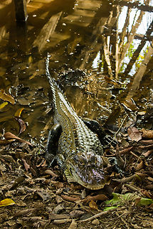 Lucy, the Black caiman, on shore, Sani Lodge, Ecuador A few hours earlier, Lucy the Black Caiman was eyeing us as we arrived at Sani Lodge:
https://www.jungledragon.com/image/130339/lucy_the_black_caiman_sani_lodge_ecuador.html
As we were still settling in and exploring our surrounding, Rodrigo (Sani Lodge guide) whistled, and much to our shock, Lucy catapults herself our of the water, on shore. We didn't even know she was there. A somewhat unsettling thought as I just spent at least an hour photographing around the edges of this dock. In the three days after, we would not see her again, but I'm quite sure she's seen us lots of times.

https://www.jungledragon.com/image/130421/lucy_the_black_caiman_on_shore_2_sani_lodge_ecuador.html
https://www.jungledragon.com/image/130420/lucy_the_black_caiman_on_shore_3_sani_lodge_ecuador.html
https://www.jungledragon.com/image/130419/lucy_the_black_caiman_on_shore_4_sani_lodge_ecuador.html Black caiman,Ecuador,Ecuador 2021,Geotagged,Melanosuchus niger,Sani Lodge,South America,Spring,World,Yasuni National Park
